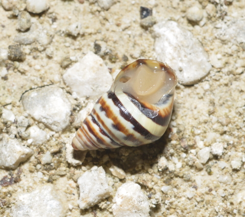 Rhachistia observed 2020-11-14