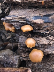 Galerina marginata