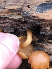 Galerina marginata
