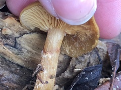 Galerina marginata