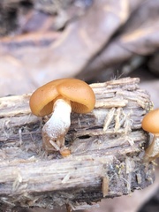 Galerina marginata