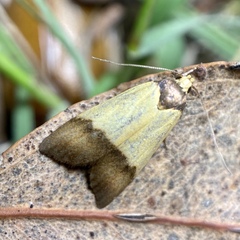 Heteroteucha dichroella