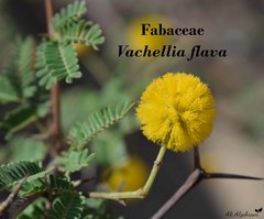 Vachellia flava