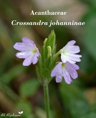 Crossandra johanninae
