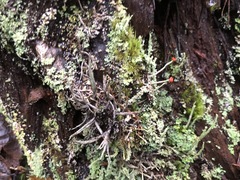 Cladonia transcendens