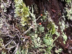 Cladonia transcendens