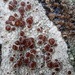 Lecanora xylophila - Photo (c) Eva Ullström, μερικά δικαιώματα διατηρούνται (CC BY-NC), uploaded by Eva Ullström