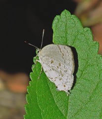 Ostrinotes sophocles