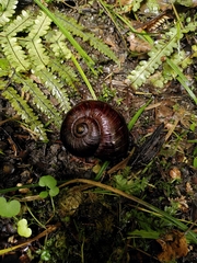 Powelliphanta annectens