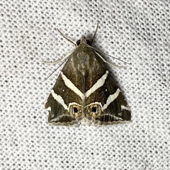 Grammodes pulcherrima