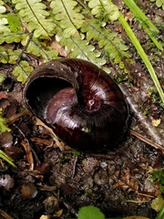 Powelliphanta annectens