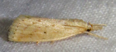 Diatraea lisetta
