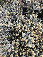 Helichrysum plumeum
