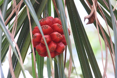 Pandanus conicus