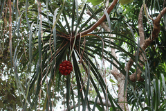 Pandanus conicus