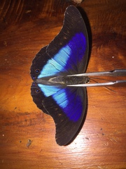 Prepona deiphile ibarra