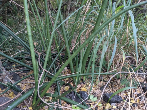 Image of Sansevieria cylindrica by no rights reserved