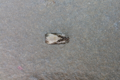 Olethreutes connectum