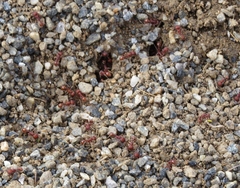 Pogonomyrmex occidentalis