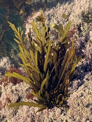 Stephanocystis
