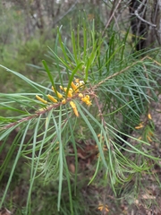 Persoonia linearis