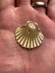 Leopecten diegensis
