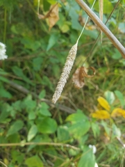 Phleum pratense pratense