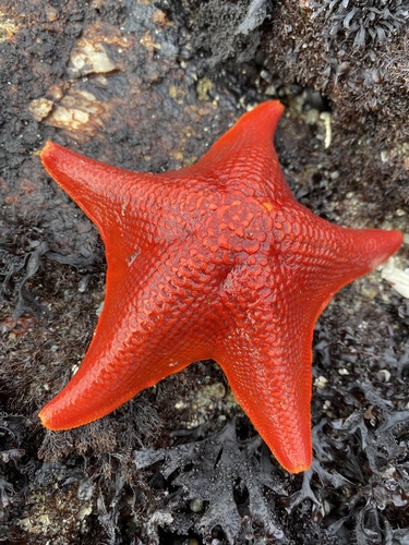 Bat Star, photo 6 of 7