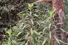 Dracaena angustifolia