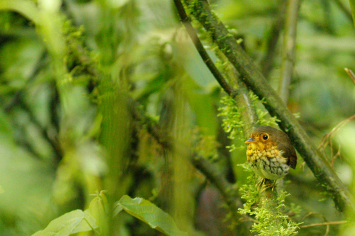 Grallaricula flavirostris