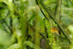 Grallaricula flavirostris