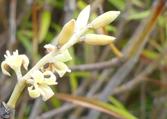 Myrsine salicina