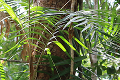 Calamus australis