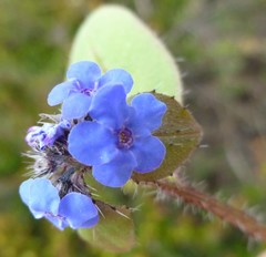 Microula sikkimensis