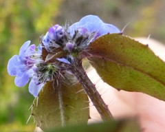 Microula sikkimensis