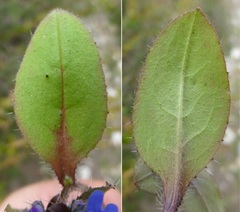 Microula sikkimensis