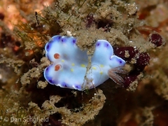 Goniobranchus aureopurpureus