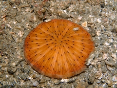 Cycloseris
