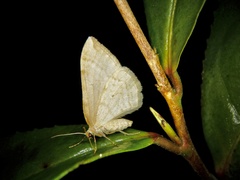 Nothoporinia mediolineata