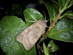 Diarsia deparca