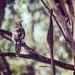 Anthochaera paradoxa