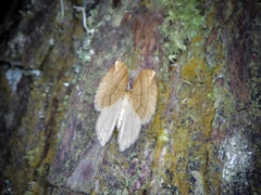 Nothoporinia mediolineata