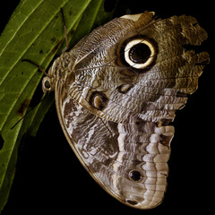 Caligo illioneus