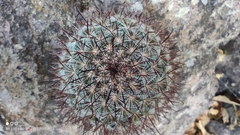 Mammillaria rekoi