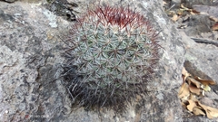 Mammillaria rekoi