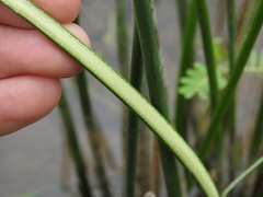 Schoenoplectus subulatus