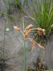 Schoenoplectus subulatus