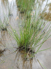 Schoenoplectus subulatus