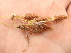 Schoenoplectus subulatus