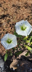 Ipomoea intrapilosa